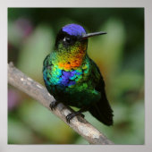 Fiery-throated Hummingbird Poster (Voorkant)