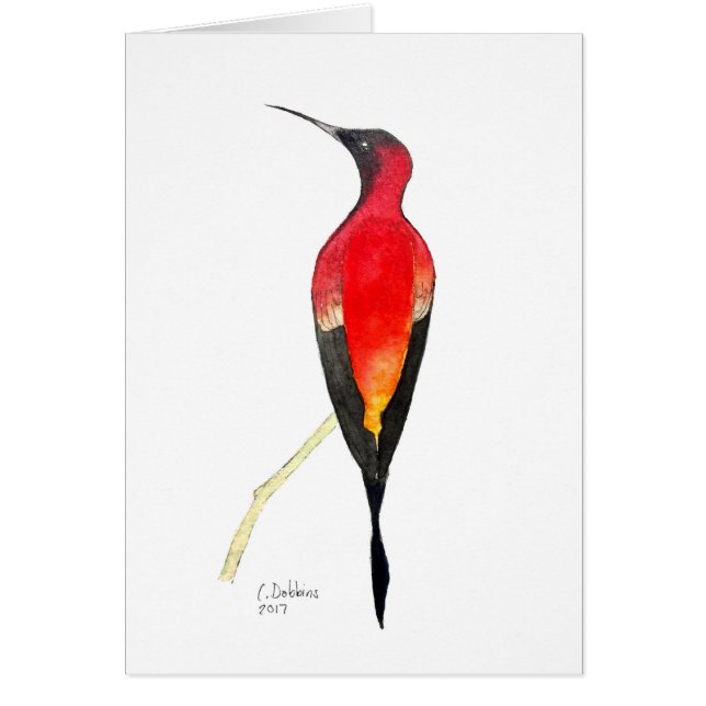 Fiery Topaz Hummingbird (Voorkant)