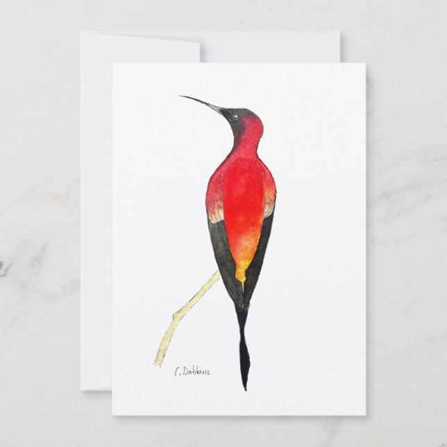 Fiery Topaz Hummingbird (Voorkant)