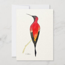 Fiery Topaz Hummingbird