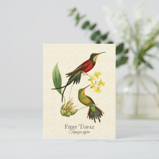 Fiery Topaz Hummingbird  Art Briefkaart (Staand voorkant)