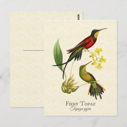Fiery Topaz Hummingbird  Art Briefkaart (Voorkant / Achterkant)