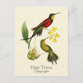 Fiery Topaz Hummingbird  Art Briefkaart (Voorkant)