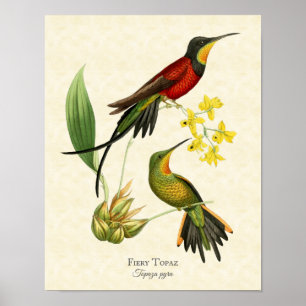 Fiery Topaz Hummingbird Art Print