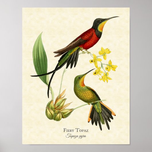 Fiery Topaz Hummingbird Art Print (Voorkant)