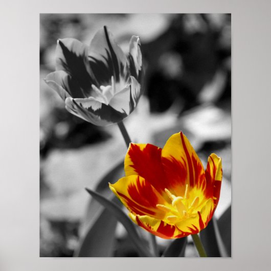 Fiery Tulip Flower Pair Partial Color Poster (Voorkant)