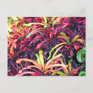 Fiesta of Color - Briefkaart