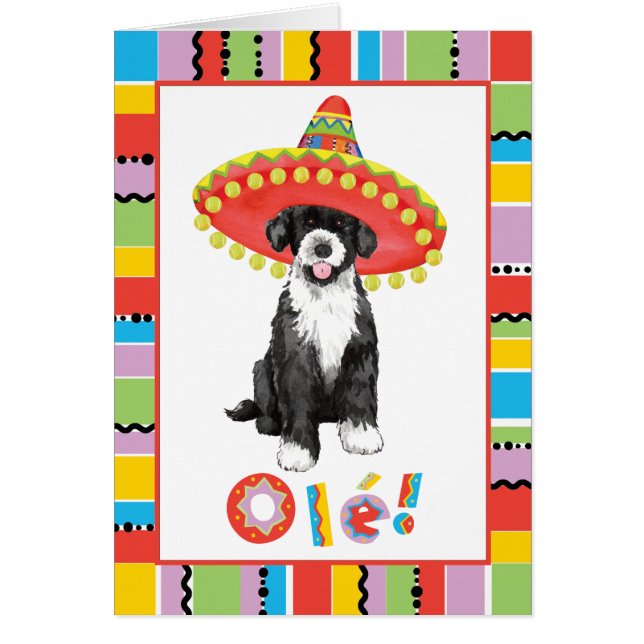 Fiesta PWD (Voorkant)