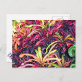 Fiesta van kleur - Briefkaart (Voorkant / Achterkant)