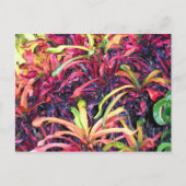 Fiesta van kleur - Briefkaart (Voorkant)
