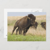 Fiesty jonge bizenkop in het Tallgras Briefkaart (Voorkant / Achterkant)