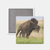 Fiesty jonge bizenkop in het Tallgras Magneet (Voorkant / Achterkant)