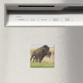 Fiesty jonge bizenkop in het Tallgras Magneet (Insitu (Vaatwasser))