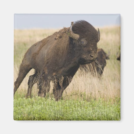 Fiesty jonge bizenkop in het Tallgras Magneet (Voorkant)