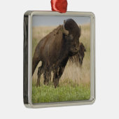 Fiesty jonge bizenkop in het Tallgras Metalen Ornament (Rechts)