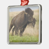 Fiesty jonge bizenkop in het Tallgras Metalen Ornament (Links)