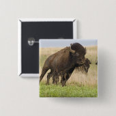 Fiesty jonge bizenkop in het Tallgras Vierkante Button 5,1 Cm (Voorkant /achterkant)