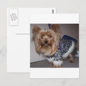 "Fifi" de Yorkie! Briefkaart (Voorkant / Achterkant)