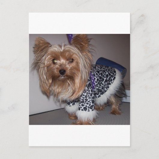 "Fifi" de Yorkie! Briefkaart (Voorkant)