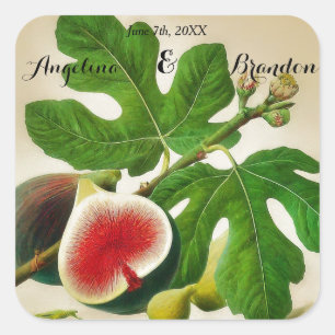  Fig boomgaard bruiloft Vierkante Sticker