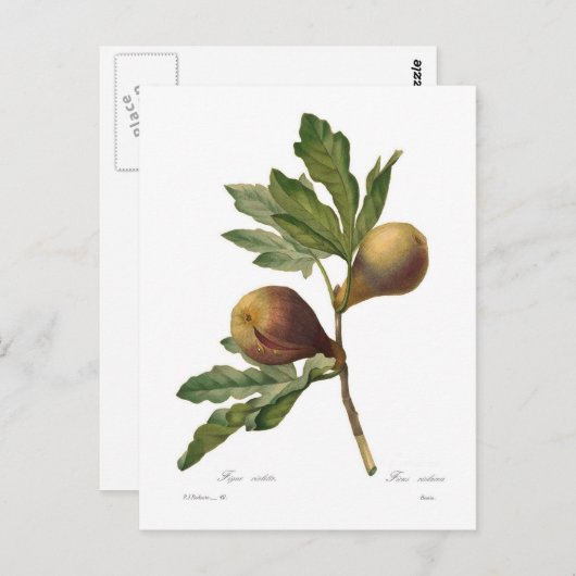 Fig Briefkaart (Voorkant / Achterkant)