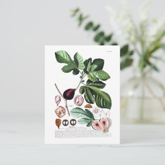 Fig Briefkaart (Staand voorkant)