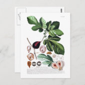 Fig Briefkaart (Voorkant / Achterkant)