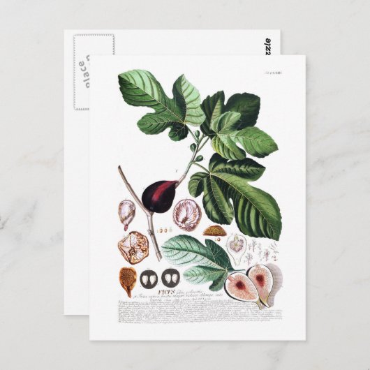 Fig Briefkaart (Voorkant / Achterkant)