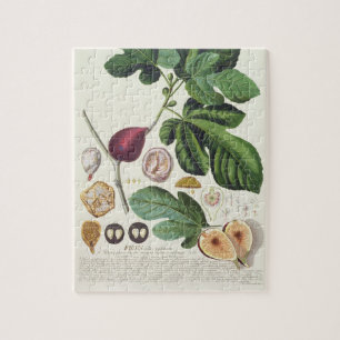 Fig, gegraveerd door Johann Jakob Haid (1704-67) b Legpuzzel