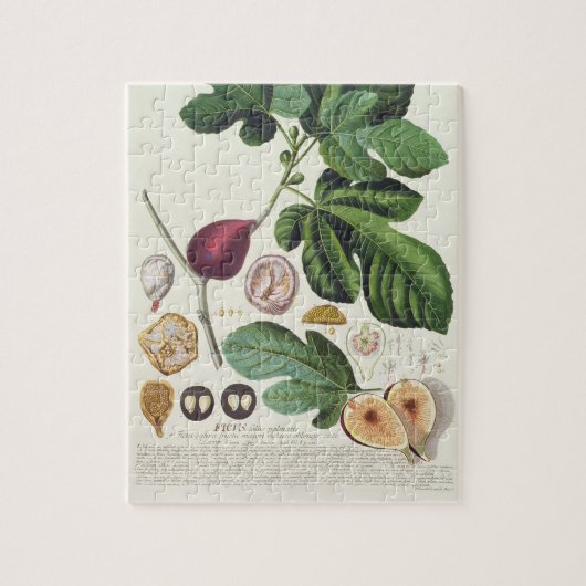 Fig, gegraveerd door Johann Jakob Haid (1704-67) b Legpuzzel (Verticaal)