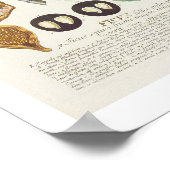 Fig, gegraveerd door Johann Jakob Haid (1704-67) b Poster (Hoek)