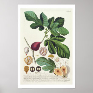 Fig, gegraveerd door Johann Jakob Haid (1704-67) b Poster