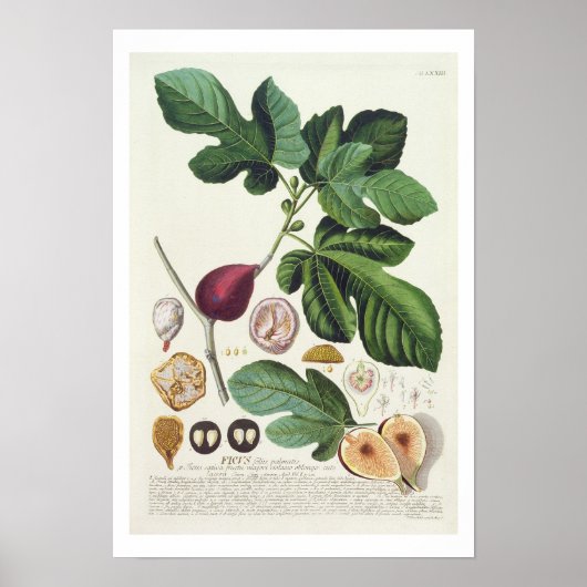Fig, gegraveerd door Johann Jakob Haid (1704-67) b Poster (Voorkant)