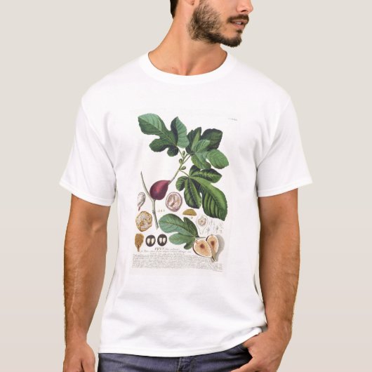 Fig, gegraveerd door Johann Jakob Haid (1704-67) b T-shirt (Voorkant)