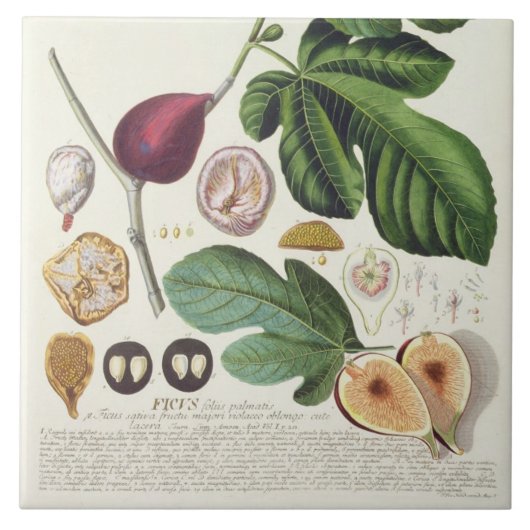 Fig, gegraveerd door Johann Jakob Haid (1704-67) b Tegeltje (Voorkant)