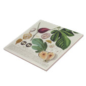 Fig, gegraveerd door Johann Jakob Haid (1704-67) b Tegeltje (Zijkant)