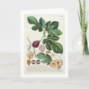 Fig., het bord dat door van Johann wordt Kaart