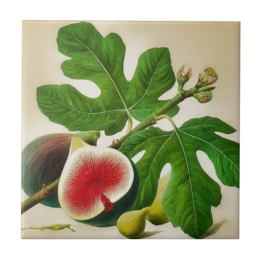  fig illustratie tegeltje (Voorkant)