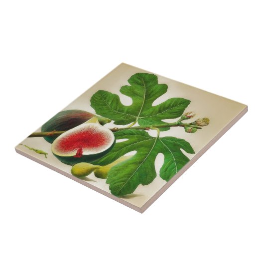 fig illustratie tegeltje (Zijkant)