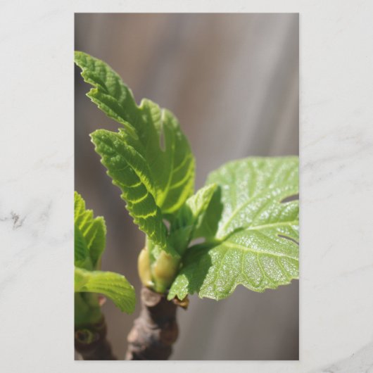 Fig Leaf Briefpapier (Voorkant)