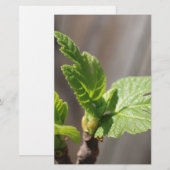 Fig Leaf Briefpapier (Voorkant / Achterkant)