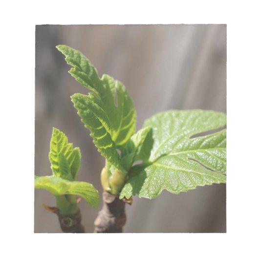 Fig Leaf Notitieblok (Voorkant)