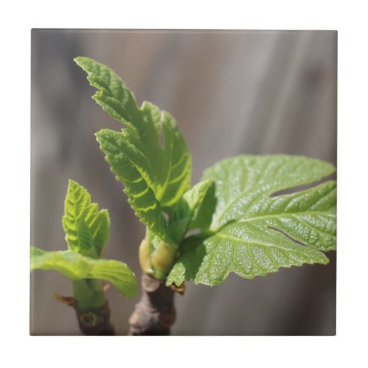Fig Leaf Tegeltje (Voorkant)