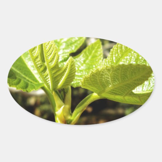 Fig Leaves Ovale Sticker (Voorkant)