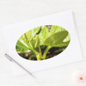 Fig Leaves Ovale Sticker (Envelop)