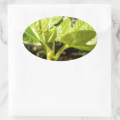 Fig Leaves Ovale Sticker (Tas)