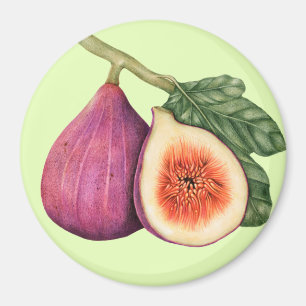 Fig Magneet