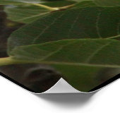 Fig Poster (Hoek)