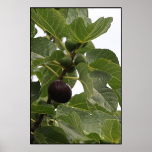 Fig Poster