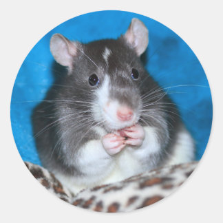Figaro Rattie 3" Sticker